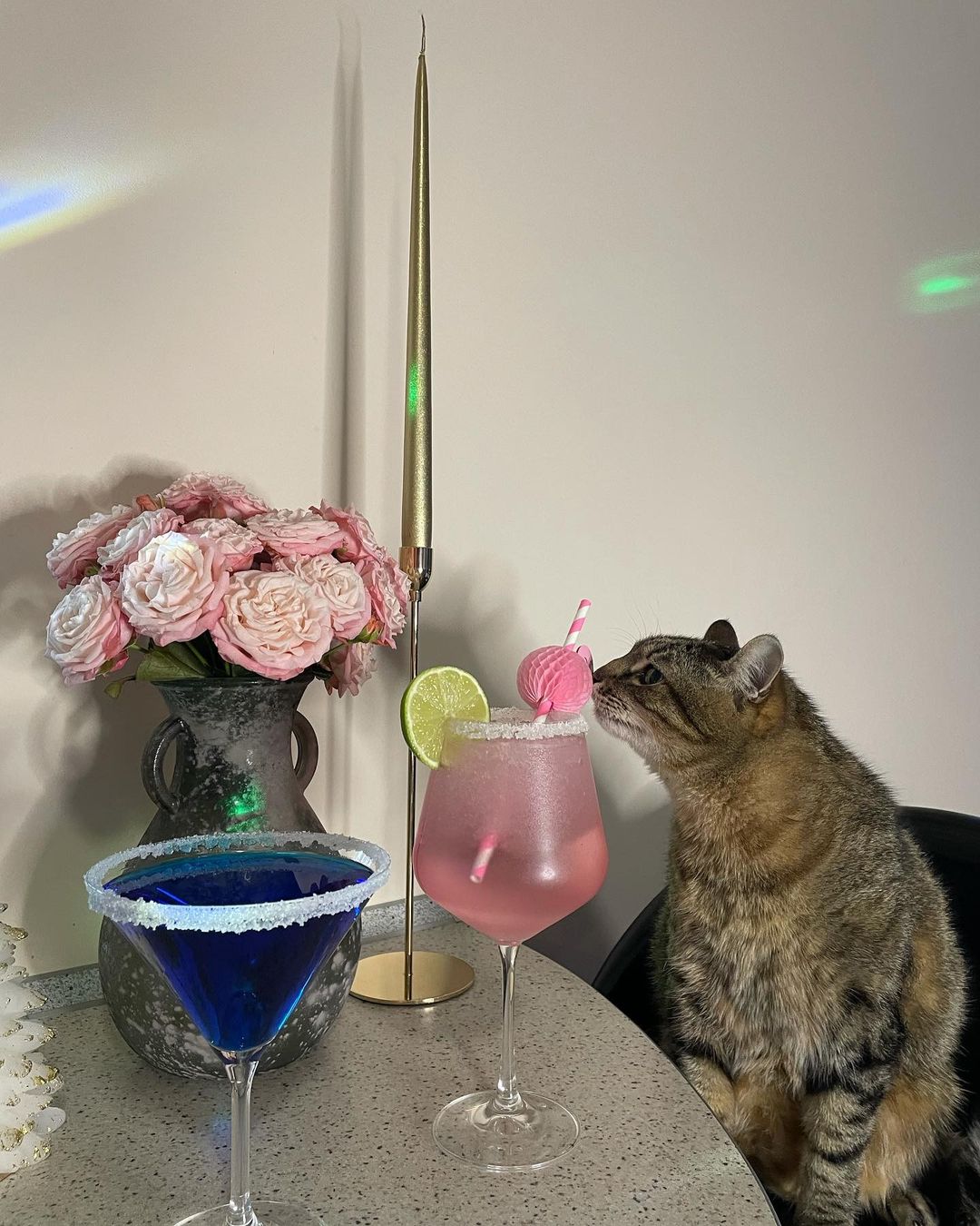 Stepan cat Blank Meme Template