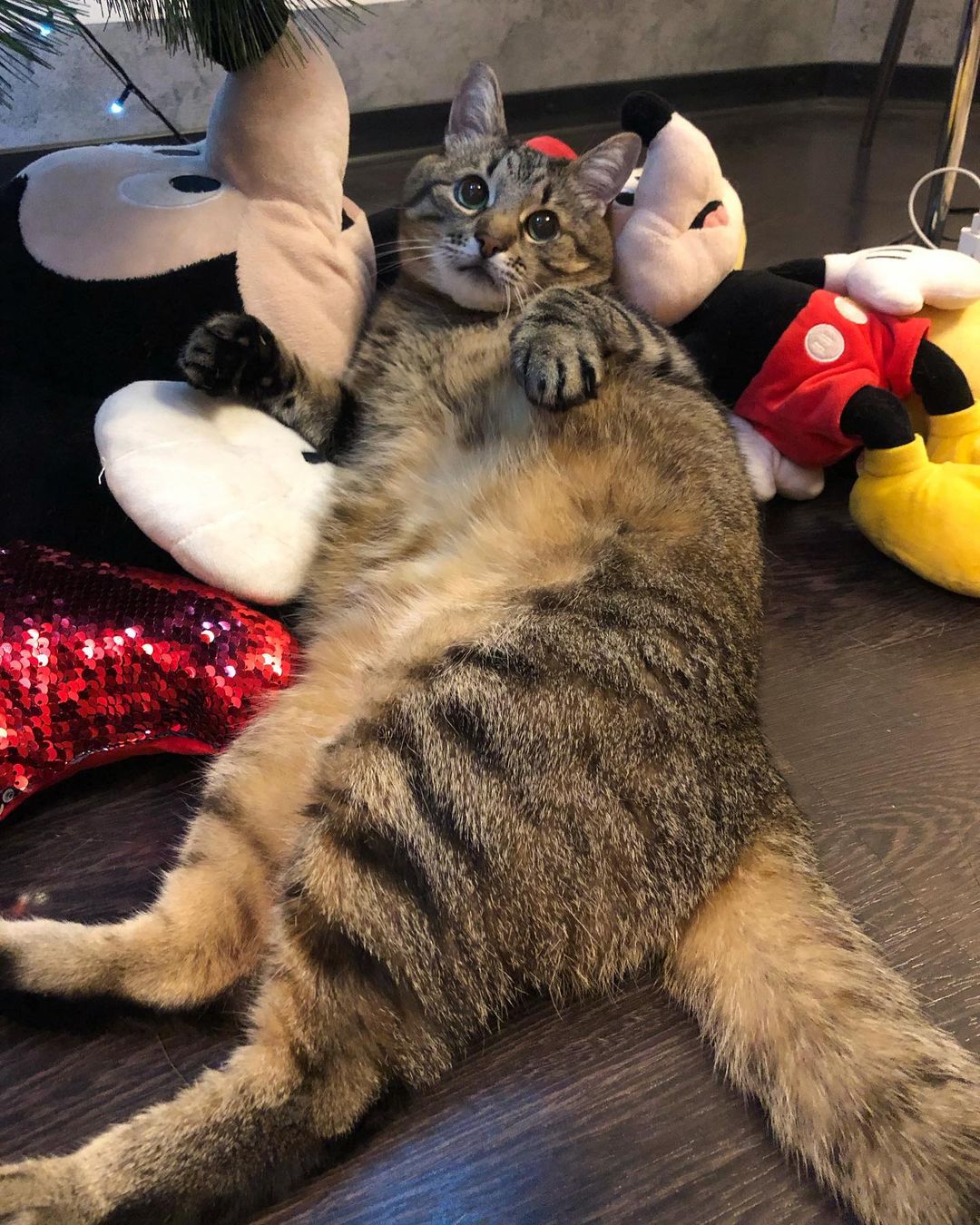 Stepan cat Blank Meme Template