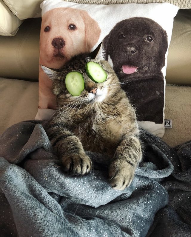 Stepan cat Blank Meme Template