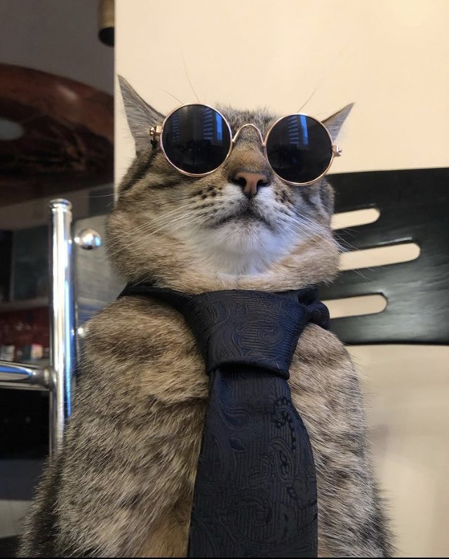 Stepan cat Blank Meme Template