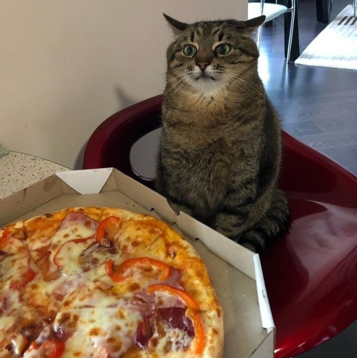 Stepan cat Blank Meme Template