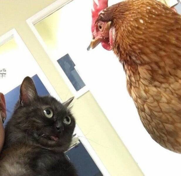 Cat and chicken Blank Meme Template