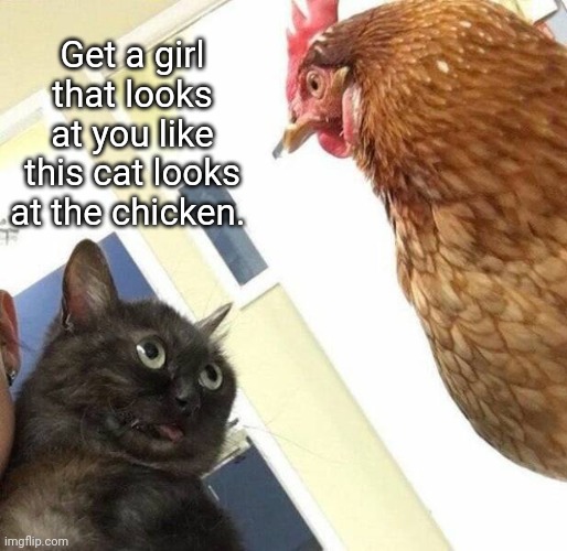The look | Get a girl that looks at you like this cat looks at the chicken. | image tagged in cat and chicken | made w/ Imgflip meme maker