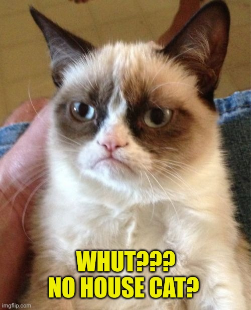 Grumpy Cat Meme | WHUT???
NO HOUSE CAT? | image tagged in memes,grumpy cat | made w/ Imgflip meme maker