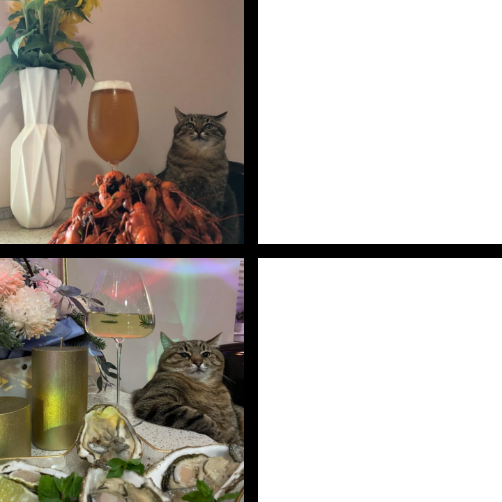 Stepan cat Blank Meme Template