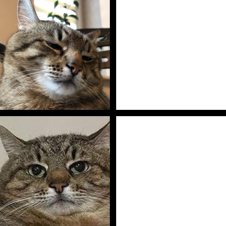 Stepan cat Blank Meme Template