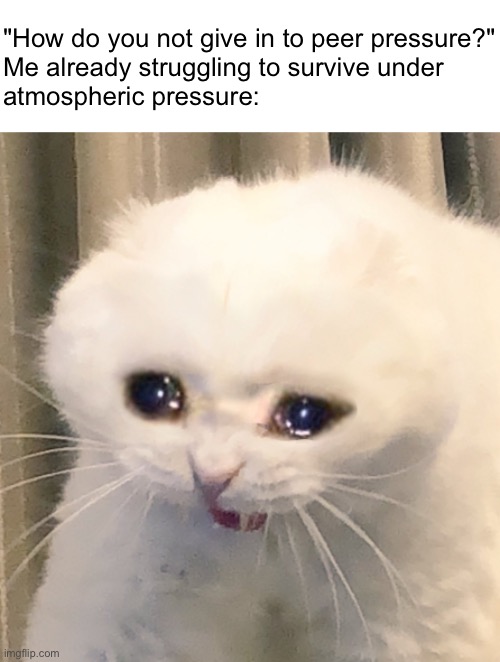 H | "How do you not give in to peer pressure?"
Me already struggling to survive under 
atmospheric pressure: | image tagged in screaming crying cat,me irl,relatable,pressure,memes,relatable memes | made w/ Imgflip meme maker