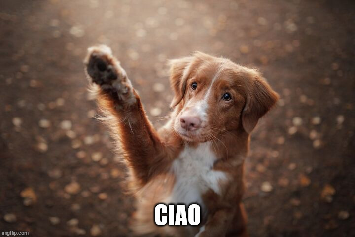 Puppy wave | CIAO | image tagged in puppy wave | made w/ Imgflip meme maker