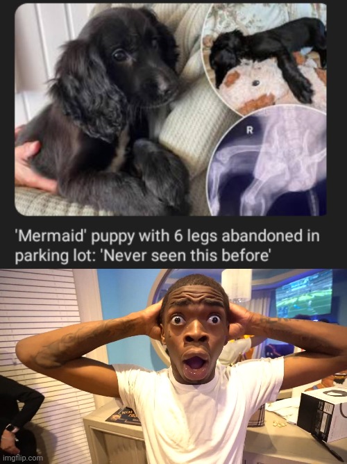 Mermaid puppy with 6 legs | image tagged in black guy surprised,mermaid,legs,dogs,dog,memes | made w/ Imgflip meme maker