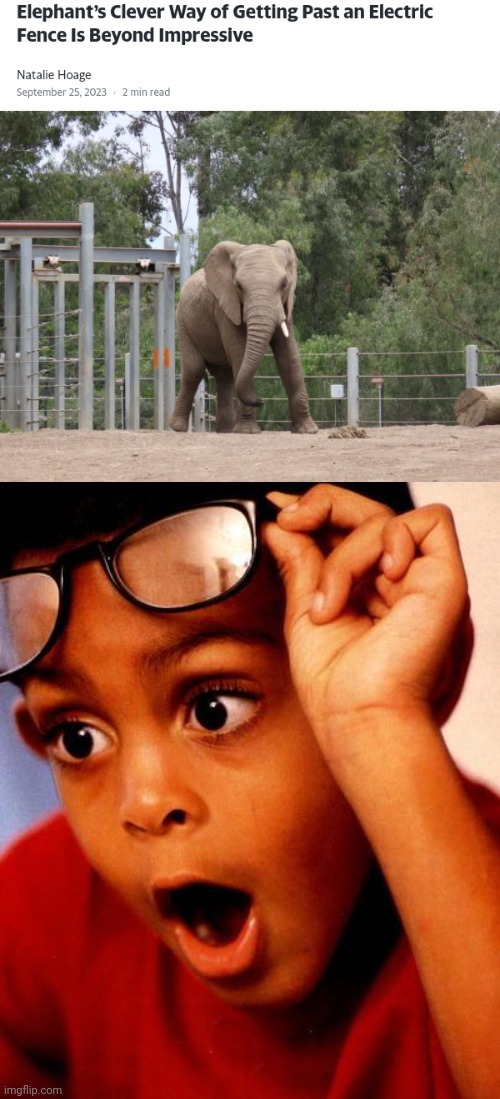 Clever elephant | image tagged in wow,clever,elephant,memes,electric fence,fence | made w/ Imgflip meme maker