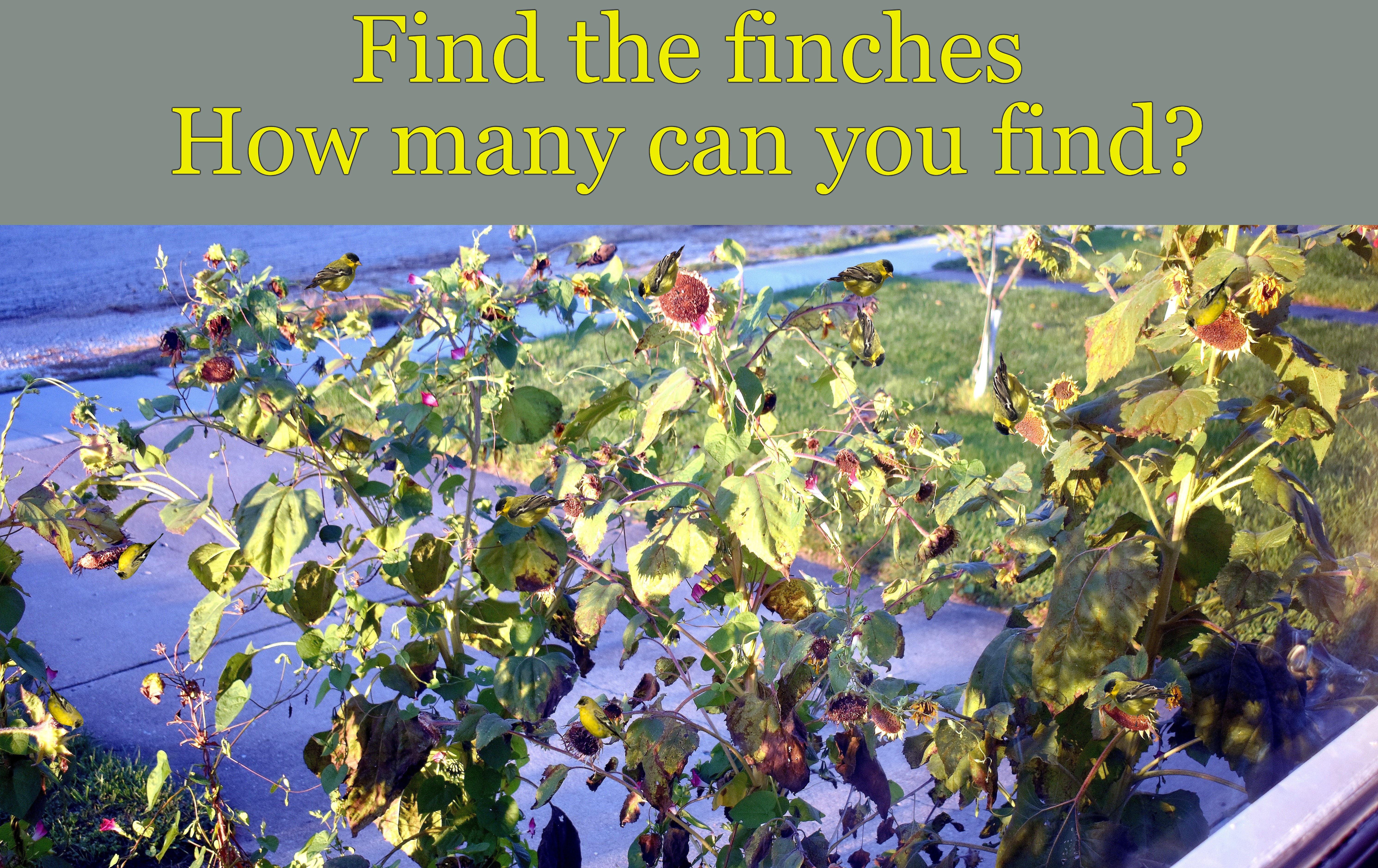 Find the finches! How many can you find? | Find the finches
How many can you find? | image tagged in gold finches,camouflaged,kewlew | made w/ Imgflip meme maker