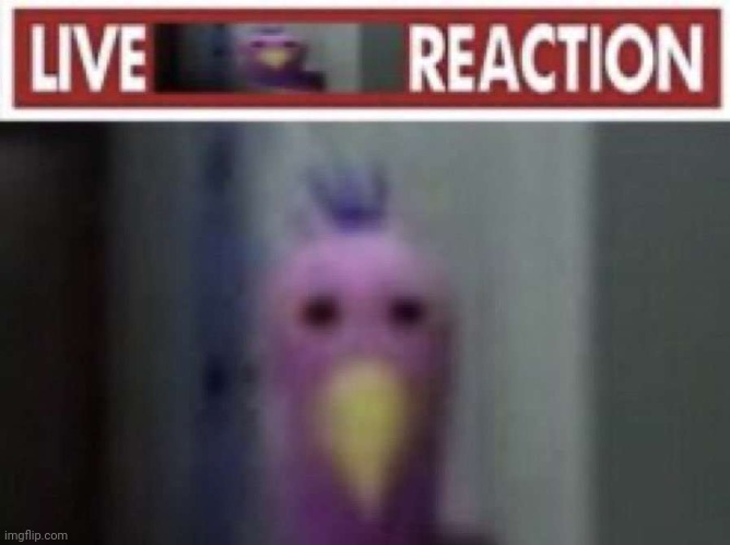 Live opila bird reaction | image tagged in live opila bird reaction | made w/ Imgflip meme maker
