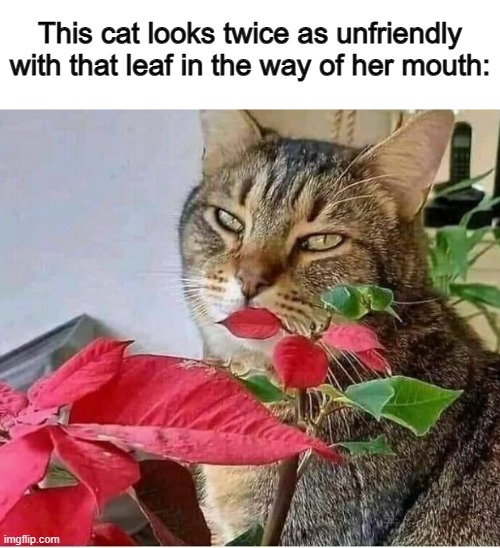 XD | This cat looks twice as unfriendly with that leaf in the way of her mouth: | image tagged in i love democracy,jk rowling | made w/ Imgflip meme maker