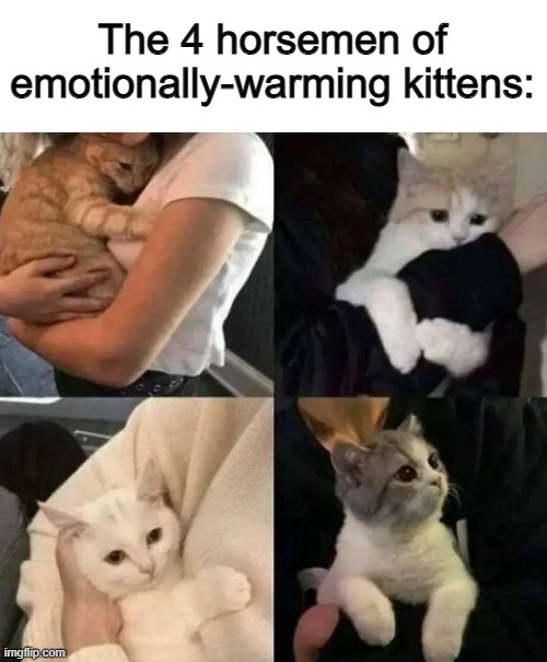 I want to shed a tear after seeing these... | The 4 horsemen of emotionally-warming kittens: | image tagged in can i offer you a nice egg in this trying time | made w/ Imgflip meme maker