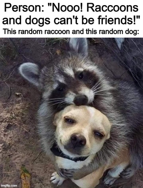... | Person: "Nooo! Raccoons and dogs can't be friends!"; This random raccoon and this random dog: | made w/ Imgflip meme maker