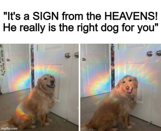Such a perfect photo <3 | "It's a SIGN from the HEAVENS! He really is the right dog for you" | made w/ Imgflip meme maker