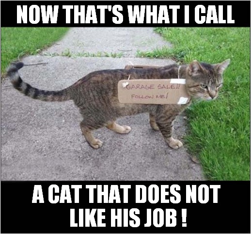 Follow That Cat To The Garage Sale ! | NOW THAT'S WHAT I CALL; A CAT THAT DOES NOT 
LIKE HIS JOB ! | image tagged in cats,sign,unhappy | made w/ Imgflip meme maker