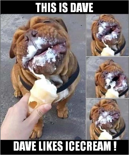 Nothing Better On A Hot Day ! | THIS IS DAVE; DAVE LIKES ICECREAM ! | image tagged in dogs,ice cream | made w/ Imgflip meme maker