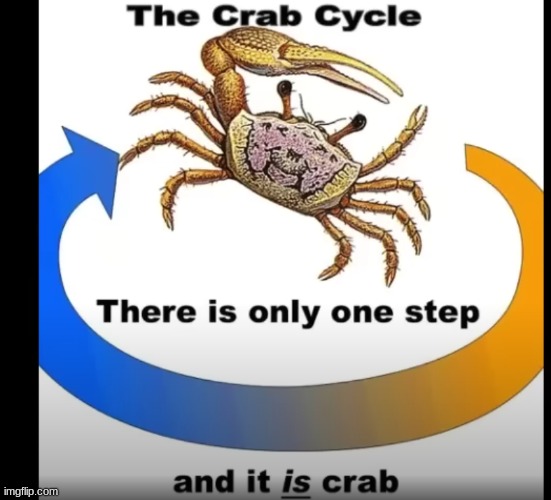 crab cycle | image tagged in crab,cycle | made w/ Imgflip meme maker