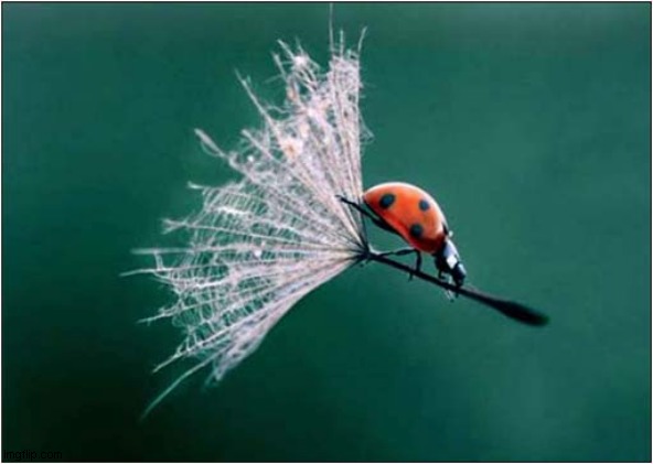 A Free Ride ! | image tagged in ladybird,ladybug,seeds,free ride | made w/ Imgflip meme maker