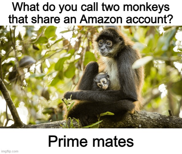 two monkeys Memes & GIFs - Imgflip