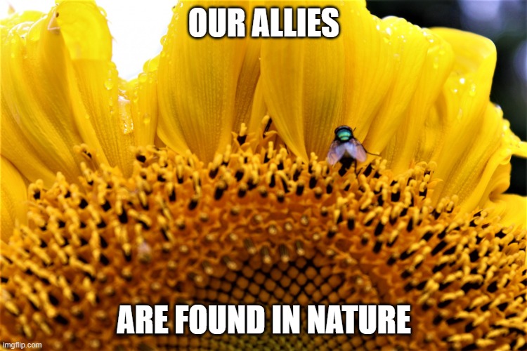 Friends | OUR ALLIES; ARE FOUND IN NATURE | image tagged in friends | made w/ Imgflip meme maker