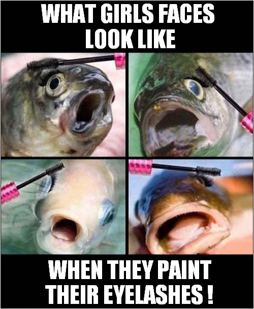 Fishy Facial Expressions ! | WHAT GIRLS FACES
 LOOK LIKE; WHEN THEY PAINT THEIR EYELASHES ! | image tagged in fun,girls,fish,facial expressions,eyelashes | made w/ Imgflip meme maker