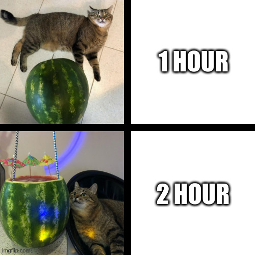 Hour | 1 HOUR; 2 HOUR | image tagged in stepan cat | made w/ Imgflip meme maker