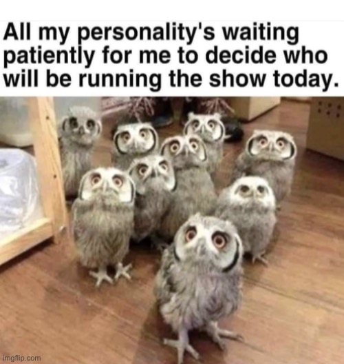 who-who will it be…? | image tagged in funny,meme,multiple personality,owl | made w/ Imgflip meme maker