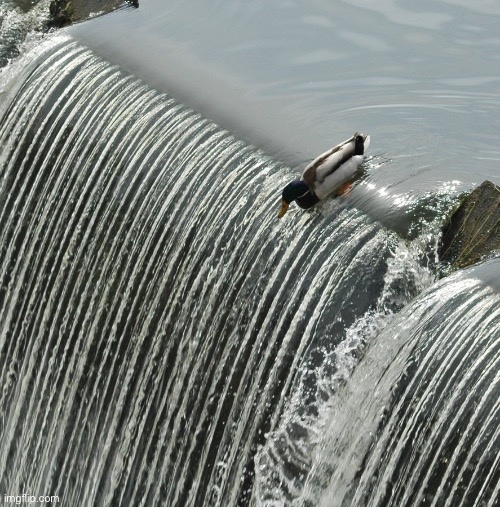 Duck over waterfall | image tagged in duck over waterfall | made w/ Imgflip meme maker