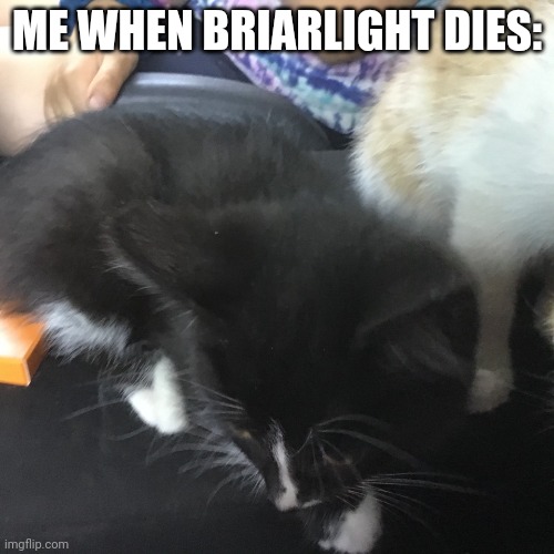 Me | ME WHEN BRIARLIGHT DIES: | image tagged in kit,dragonz | made w/ Imgflip meme maker