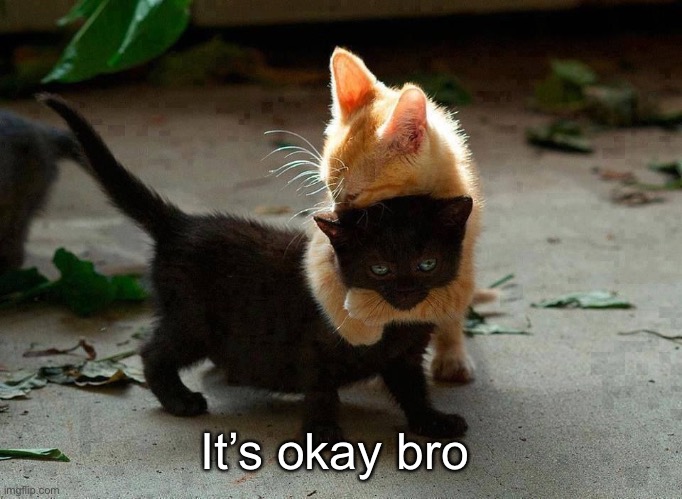 kitten hug | It’s okay bro | image tagged in kitten hug | made w/ Imgflip meme maker