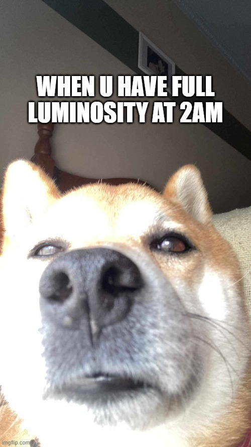 WHEN U HAVE FULL LUMINOSITY AT 2AM | image tagged in shiba inu | made w/ Imgflip meme maker
