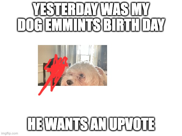 YESTERDAY WAS MY DOG EMMINTS BIRTH DAY; HE WANTS AN UPVOTE | made w/ Imgflip meme maker