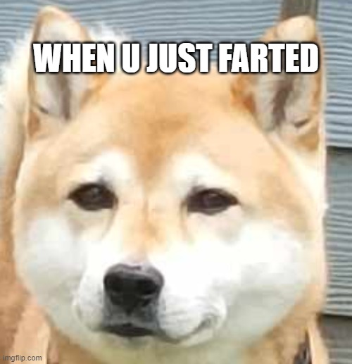 WHEN U JUST FARTED | image tagged in shiba inu | made w/ Imgflip meme maker