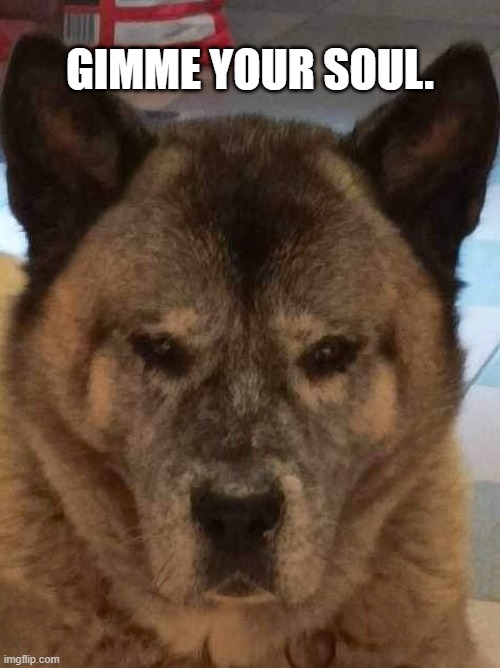 GIMME YOUR SOUL. | image tagged in dog | made w/ Imgflip meme maker