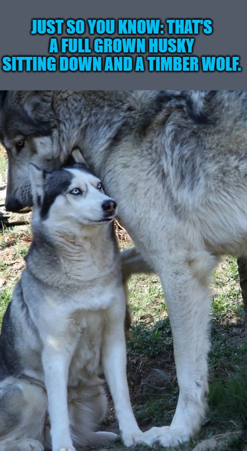 JUST SO YOU KNOW: THAT'S A FULL GROWN HUSKY SITTING DOWN AND A TIMBER WOLF. | made w/ Imgflip meme maker