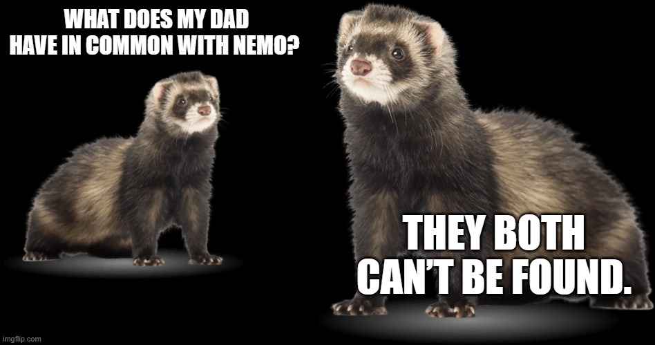 WTF ferrets | WHAT DOES MY DAD HAVE IN COMMON WITH NEMO? THEY BOTH CAN’T BE FOUND. | image tagged in ferret,dark humor | made w/ Imgflip meme maker