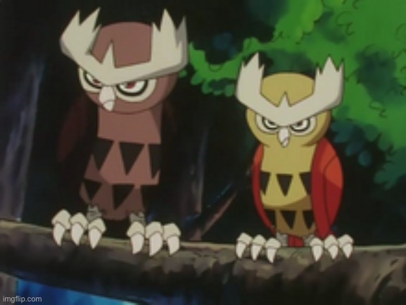 two noctowls | image tagged in two noctowls | made w/ Imgflip meme maker