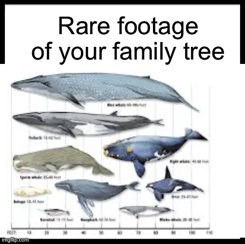 Be Like Bill Meme | Rare footage of your family tree | image tagged in memes | made w/ Imgflip meme maker