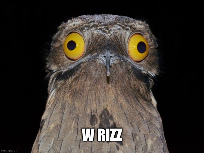 W Rizz ( pootoo bird ) | W RIZZ | image tagged in birds,bird,rizz,funny animals,animal meme,funny animal meme | made w/ Imgflip meme maker