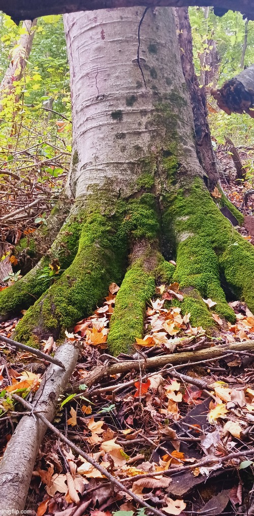 MOSS COVERED TREE | image tagged in moss,tree,forest,woods | made w/ Imgflip meme maker