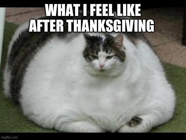 fat cat 2 | WHAT I FEEL LIKE AFTER THANKSGIVING | image tagged in fat cat 2 | made w/ Imgflip meme maker