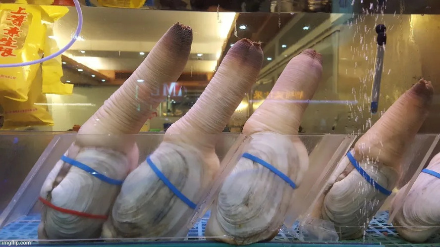 Geoduck Clams | image tagged in geoduck clams | made w/ Imgflip meme maker