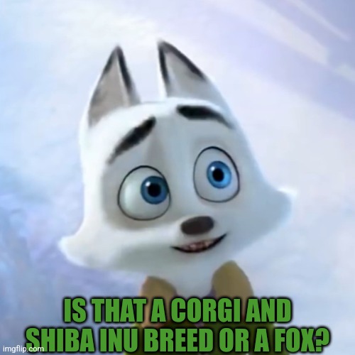 IS THAT A CORGI AND SHIBA INU BREED OR A FOX? | made w/ Imgflip meme maker