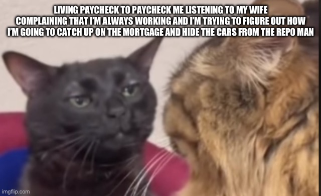 Black cat zoning out | LIVING PAYCHECK TO PAYCHECK ME LISTENING TO MY WIFE COMPLAINING THAT I’M ALWAYS WORKING AND I’M TRYING TO FIGURE OUT HOW I’M GOING TO CATCH UP ON THE MORTGAGE AND HIDE THE CARS FROM THE REPO MAN | image tagged in black cat zoning out | made w/ Imgflip meme maker