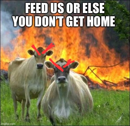 Evil Cows Meme | FEED US OR ELSE YOU DON’T GET HOME | image tagged in memes,evil cows | made w/ Imgflip meme maker
