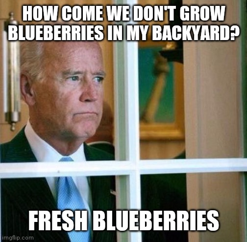 Sad Joe Biden | HOW COME WE DON'T GROW BLUEBERRIES IN MY BACKYARD? FRESH BLUEBERRIES | image tagged in sad joe biden | made w/ Imgflip meme maker