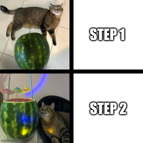 Step by step | STEP 1; STEP 2 | image tagged in stepan cat,cat,watermelon | made w/ Imgflip meme maker