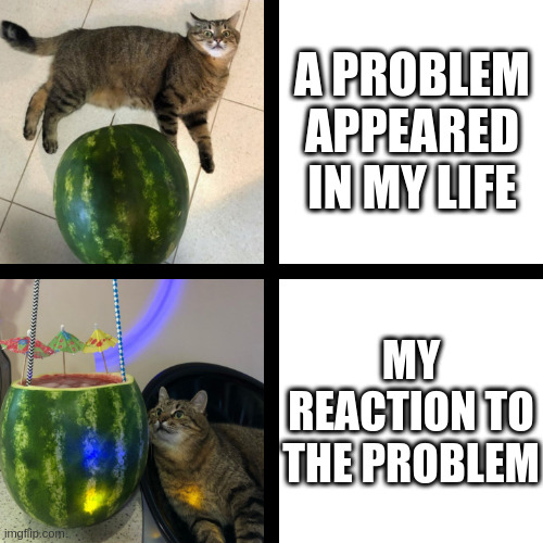 My reaction to the problem | A PROBLEM APPEARED IN MY LIFE; MY REACTION TO THE PROBLEM | image tagged in stepan cat,reaction,watermelon,cat,problems | made w/ Imgflip meme maker